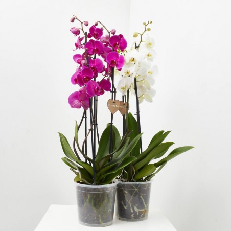 ORQUÍDEA PHALAENOPSIS MACETA 17CM 4TALLOS