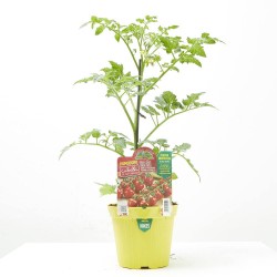 TOMATE BERRY CONFETTO F1 INJERTADO M-14