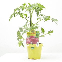 TOMATE REDONDO HONEY MOON F1 INJERTADO M-14