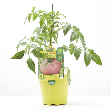 TOMATE GIGANTE DE SORRENTO ROSALINDA F1 INJERTAD