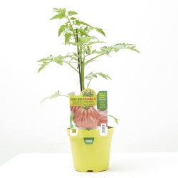 TOMATE CORAZON LIGURE ROSA ROSAMUNDA F1 INJERTADO