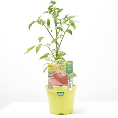TOMATE SAN MARZANO GIGANTE CORNABEL F1 INJERTADO