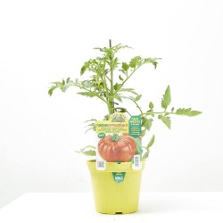 TOMATE GIGANTE BUFFALOSTEAK F1 INJERTADO M-14