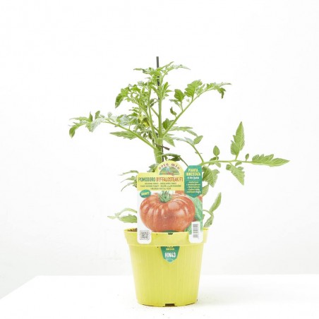 TOMATE GIGANTE BUFFALOSTEAK F1 INJERTADO M-14