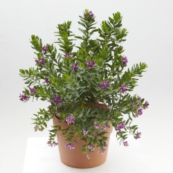 POLYGALA MACETA 5L