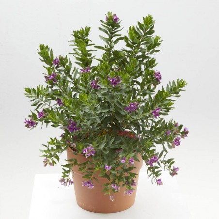 POLYGALA MACETA 5L