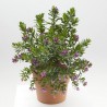 POLYGALA MACETA 5L