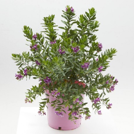 POLYGALA MACETA 5L