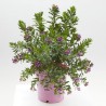 POLYGALA MACETA 5L