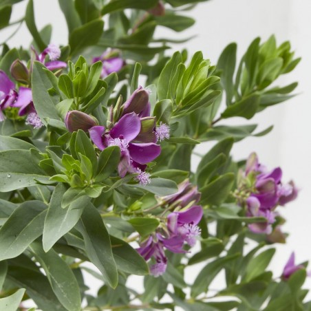 POLYGALA MACETA 5L