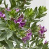 POLYGALA MACETA 5L