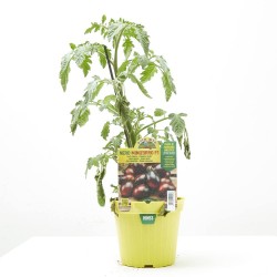 TOMATE INJERTADO OVALADO NEGRO VAR. MINIZORRO F1
