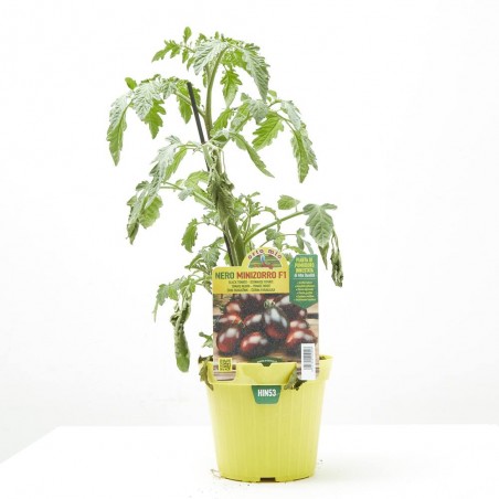 TOMATE INJERTADO OVALADO NEGRO VAR. MINIZORRO F1
