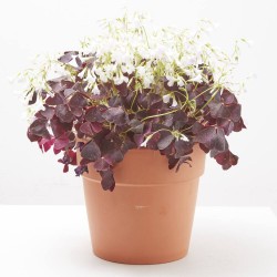 OXALIS MACETA 5L