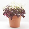 OXALIS MACETA 5L