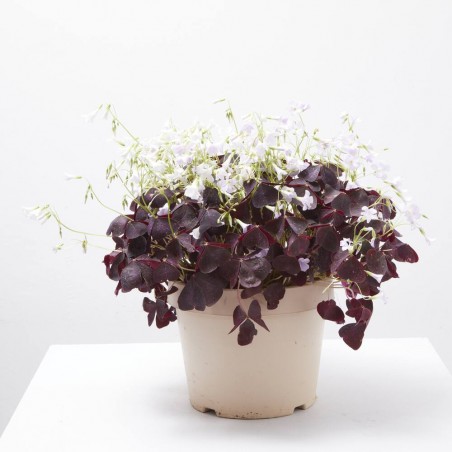 OXALIS MACETA 5L