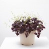 OXALIS MACETA 5L