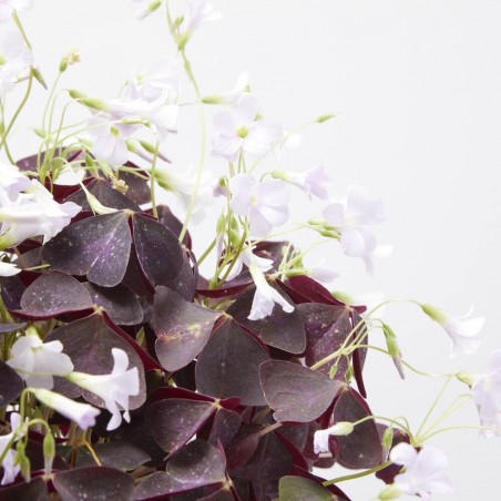 OXALIS MACETA 5L