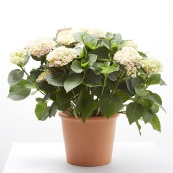 HORTENSIA MAGICAL MACETA 14CM