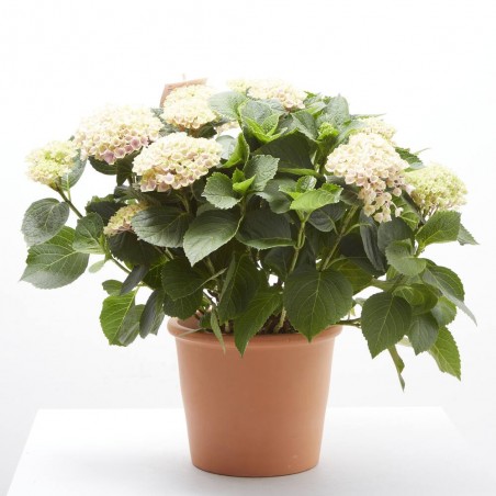 HORTENSIA MAGICAL MACETA 14CM