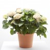 HORTENSIA MAGICAL MACETA 14CM