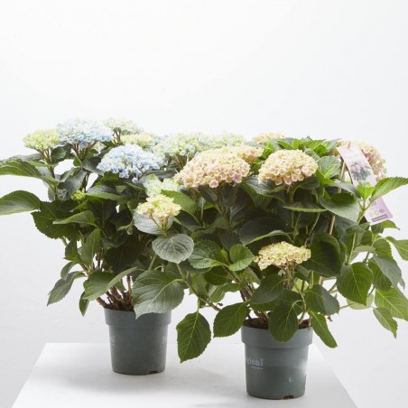 HORTENSIA MAGICAL MACETA 14CM