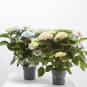 HORTENSIA MAGICAL MACETA 14CM