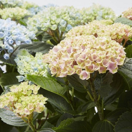 HORTENSIA MAGICAL MACETA 14CM