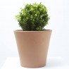 BUXUS MICROPHYLLA FAULKNER BOLA 25/30 CM 10 LITROS