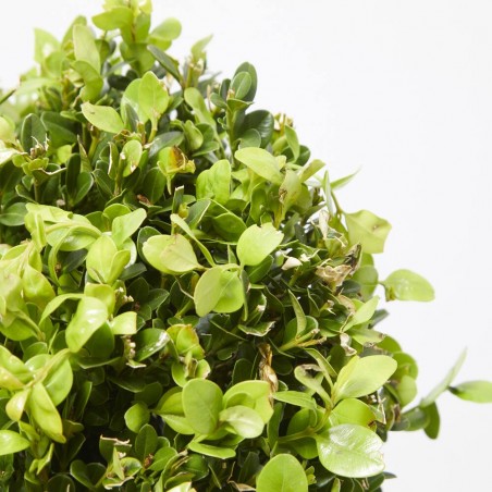 BUXUS MICROPHYLLA FAULKNER BOLA 25/30 CM 10 LITROS