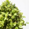 BUXUS MICROPHYLLA FAULKNER BOLA 25/30 CM 10 LITROS