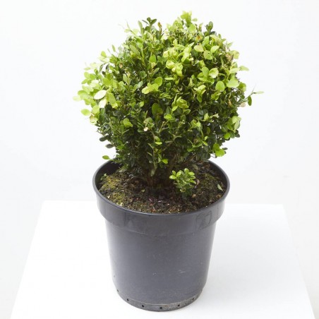 BUXUS MICROPHYLLA FAULKNER BOLA 25/30 CM 10 LITROS