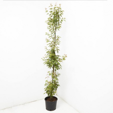 ACER PALMATUM MACETA 10L