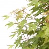ACER PALMATUM MACETA 10L