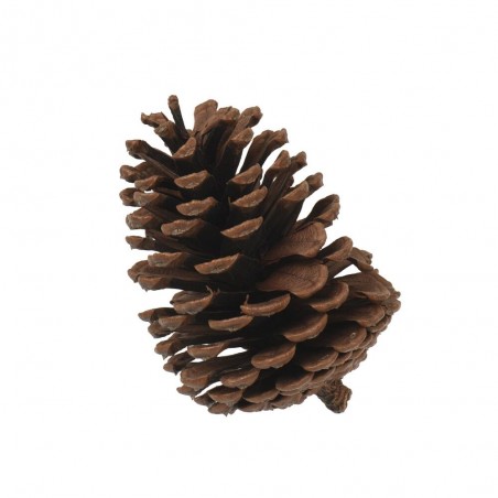 BOLSA PIÑAS NATURAL H18CM