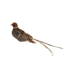 PAJARO PLUMA H7.5CM