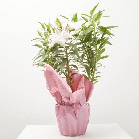 AZUCENA DE FLOR DOBLE ROSADA MACETA 19CM