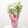 AZUCENA DE FLOR DOBLE ROSADA MACETA 19CM