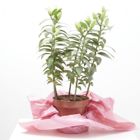 AZUCENA DE FLOR DOBLE ROSADA MACETA 19CM