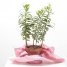 AZUCENA DE FLOR DOBLE ROSADA MACETA 19CM