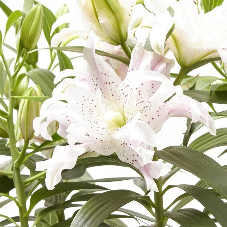 AZUCENA DE FLOR DOBLE ROSADA MACETA 19CM