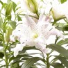 AZUCENA DE FLOR DOBLE ROSADA MACETA 19CM