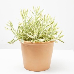 LAVANDA VARIEGATA MACETA 3L