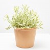 LAVANDA VARIEGATA MACETA 3L