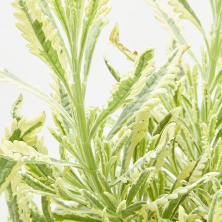 LAVANDA VARIEGATA MACETA 3L