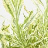 LAVANDA VARIEGATA MACETA 3L