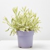 LAVANDA VARIEGATA MACETA 3L