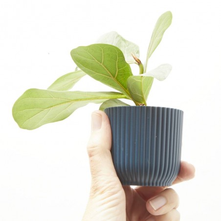 FICUS LYRATA MACETA 6CM