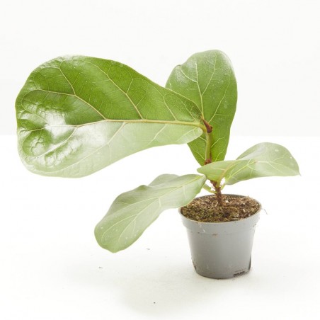 FICUS LYRATA MACETA 6CM
