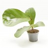 FICUS LYRATA MACETA 6CM